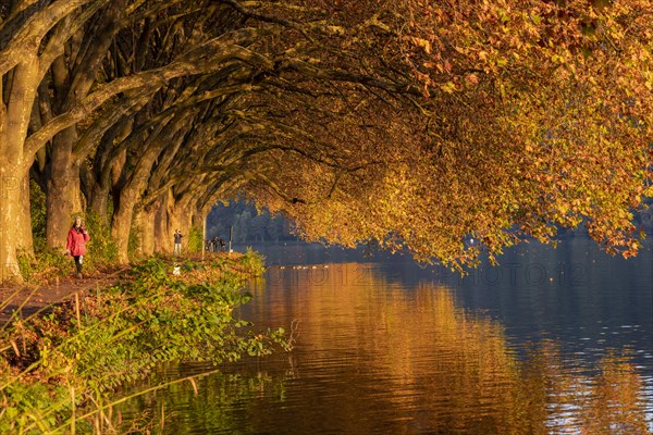 Autumn plane tree avenue at Lake Baldeney with walker in red jacket