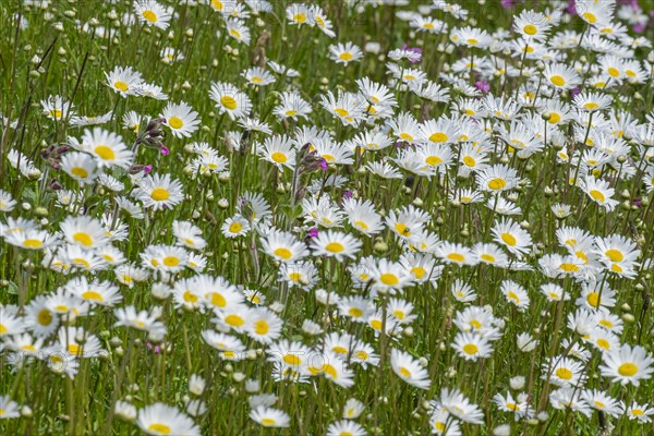 Flower meadow with mainly daisies