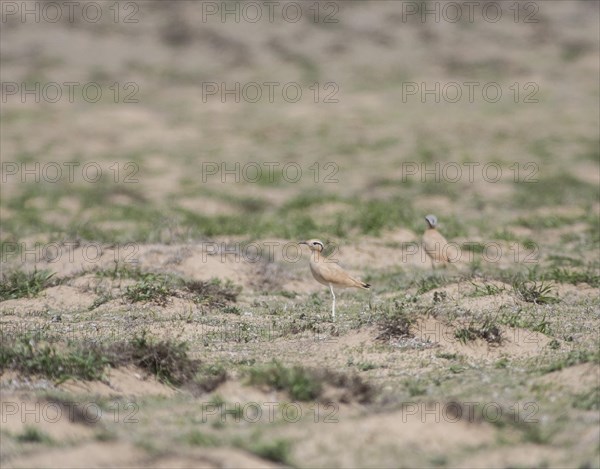 Saharan Courser