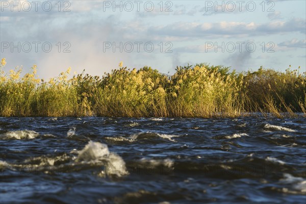 Golden reed withstands the fast-flowing water of the Zambezi river. Livingston