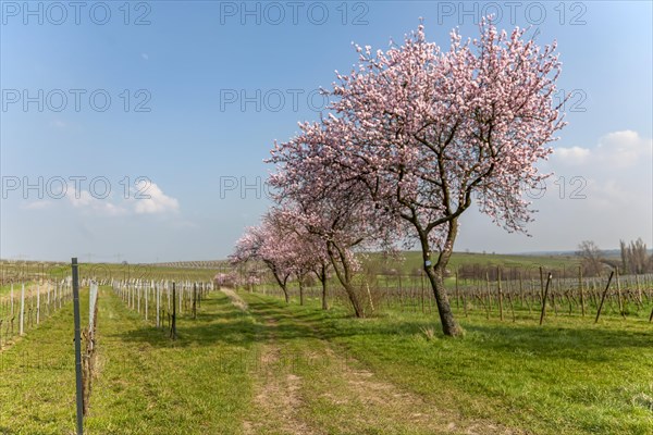 Almond blossom