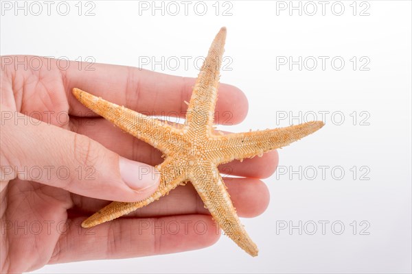 Hand holding a Beautiful orange starfish on a white background