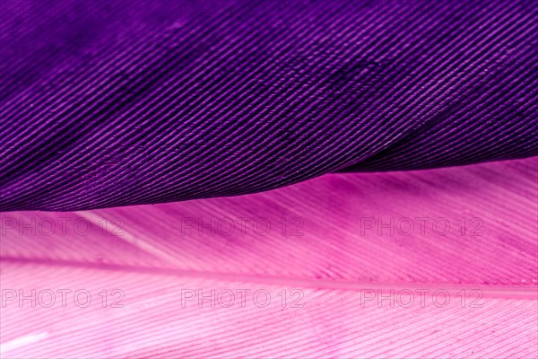 Studio shot photo of colored bird feathers as texture background