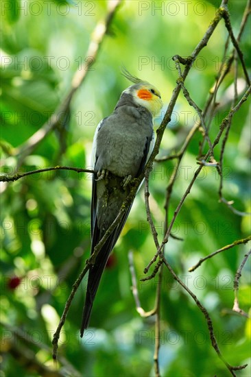 Cockatiel sitting in tree on branch seen from front right