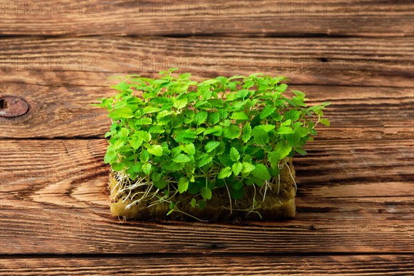 Fresh microgreens. Sprouts of