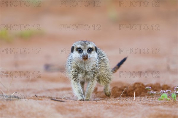 Meerkat