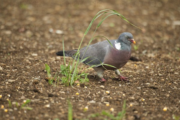 Common wood pigeon