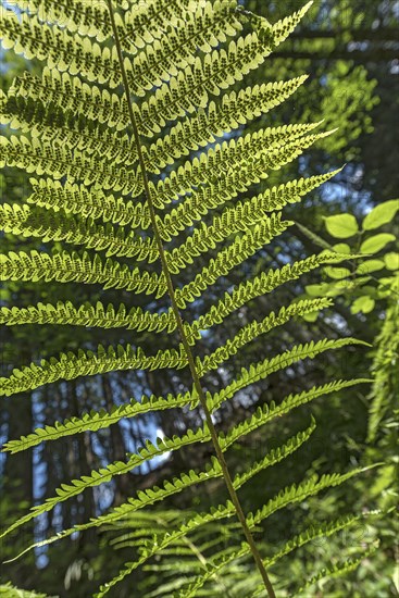 Leaf of a male-fern