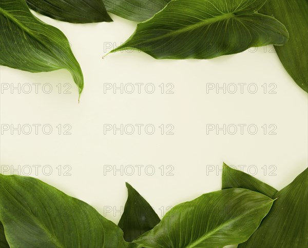 Top view lots leaves with copy space. Resolution and high quality beautiful photo