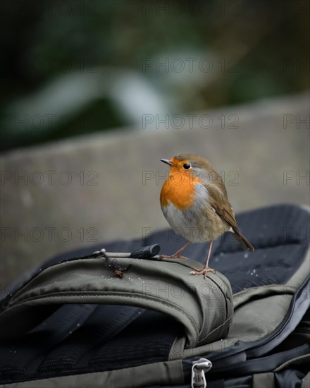 European robin