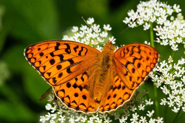 Fiery Fritillary Butterfly with open wings sitting on white flowers from behind