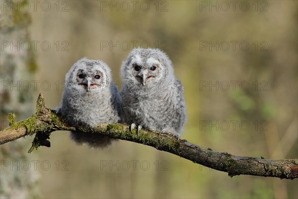 Tawny Owl