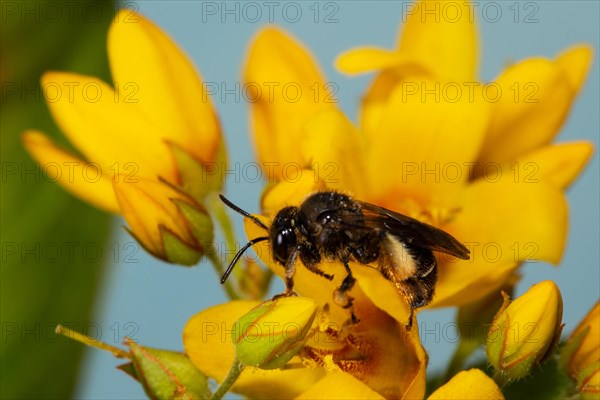 Alluvial Thigh Bee sitting on yellow flowers left looking against blue sky