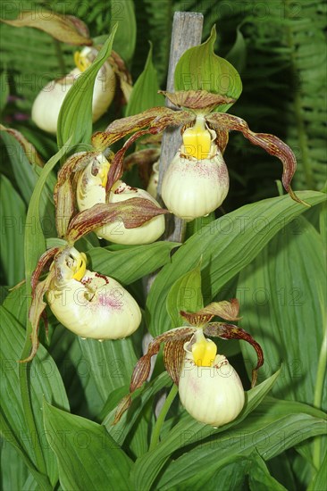 Kentucky lady's slipper southern lady's slipper