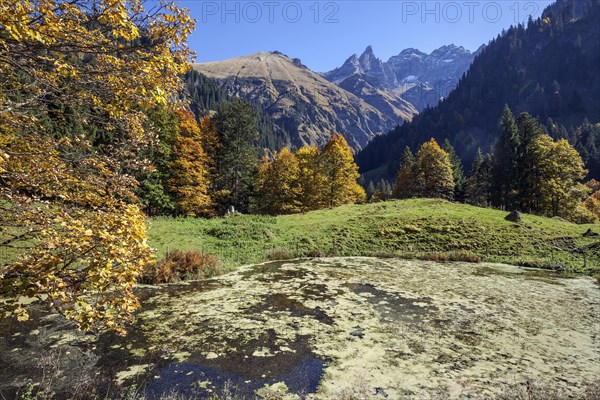 Pond and autumn forest