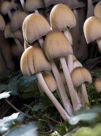 Group of green-leaved sulphur tuft