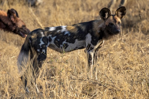 African wild dog