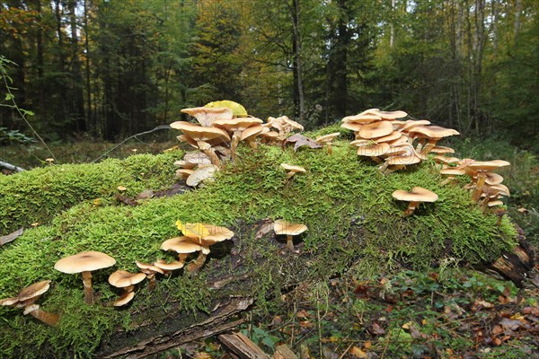 Honey fungus