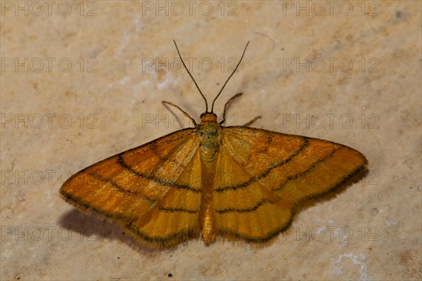 Golden yellow meadow dwarf moth Butterfly with open wings sitting on stone slab from behind