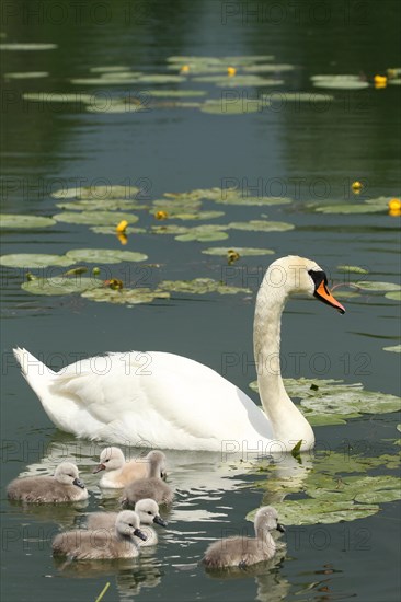 Mute swan