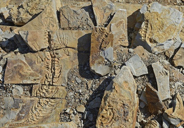 Approx. 300 million year old fossils of Mesosaurus tenuidens near Keetmanshoop