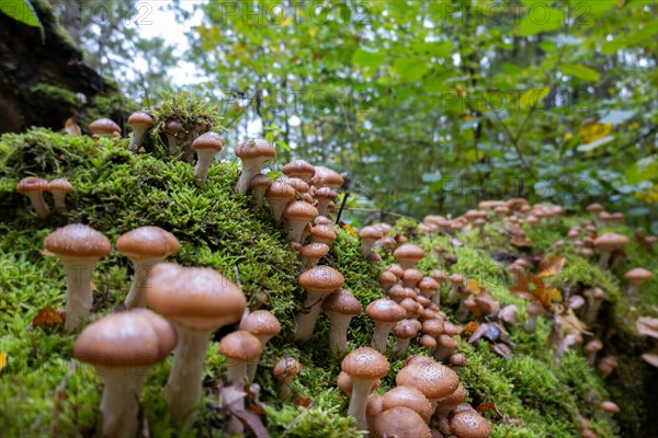 Honey fungus