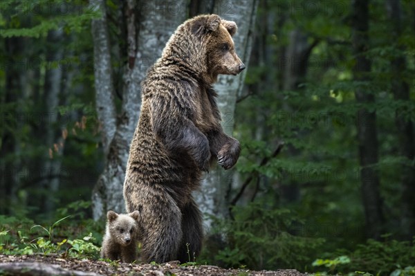 European brown bear