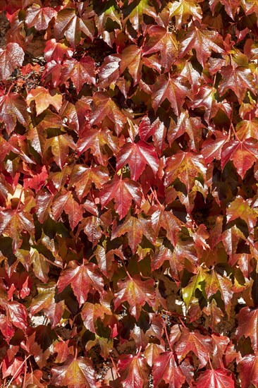 Autumn Vine Leaves