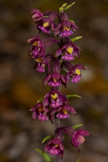 Red-brown hellebore