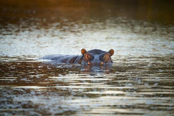 Hippo