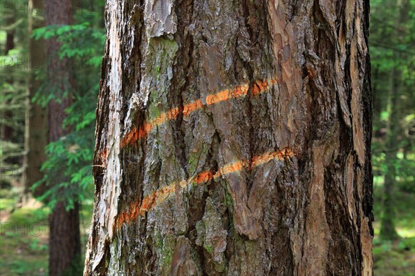 Marking on a tree trunk for logging work