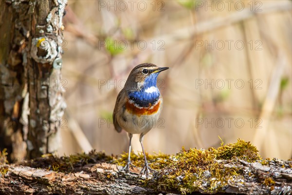 White-spotted bluethroat