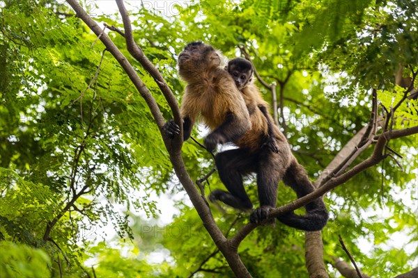 Capuchin monkey