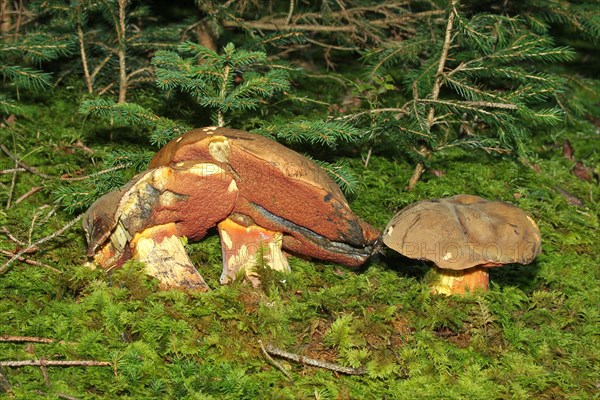 Lurid bolete