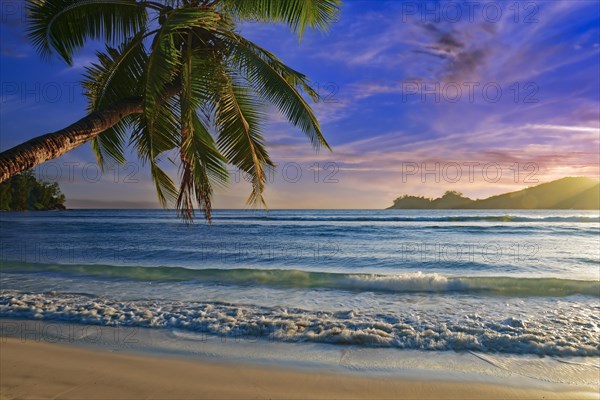 Overhanging coconut palm at the beautiful bay of Baie Lazare at sunset