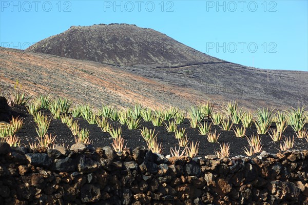 Aloe Vera Plantation at Orzola