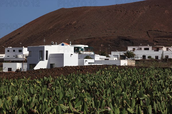 (Opuntia) plantations for the breeding of the cochineal scale insect, near Guatiza, Lanzarote, Canary Islands, Spain, Europe