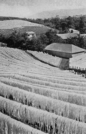 Sisal for drying on a German farm in Deutsch-Ost