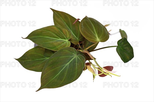 Tropical Philodendron Hederaceum Micans house plant with heart shaped leaves with velvet texture on white background