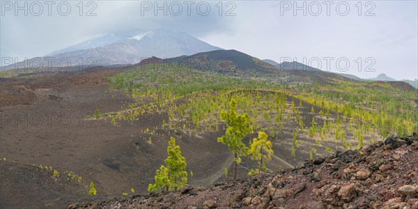 Canary island pines