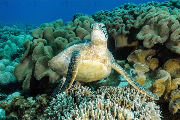 Green turtle