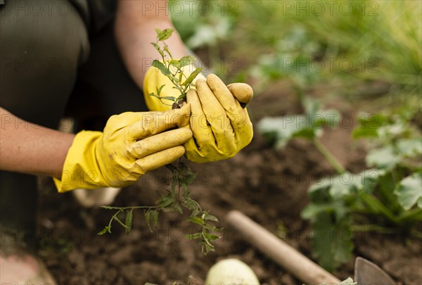 Close up woman harvesting garden