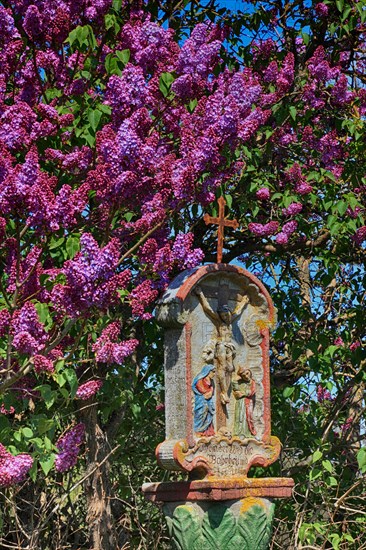 Wayside shrine in front of flowering lilacs near Hilders in the Rhoen