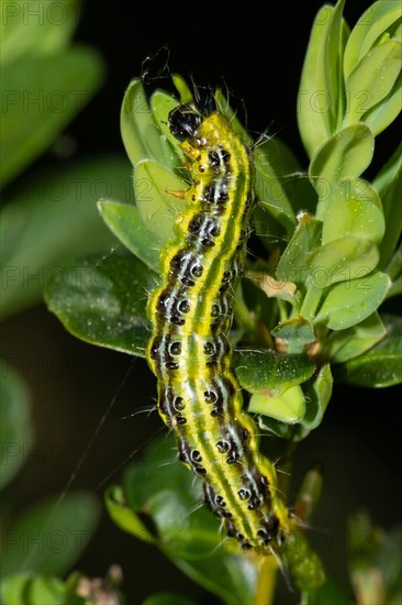 Boxwood tongues caterpillar hanging on green leaf looking up