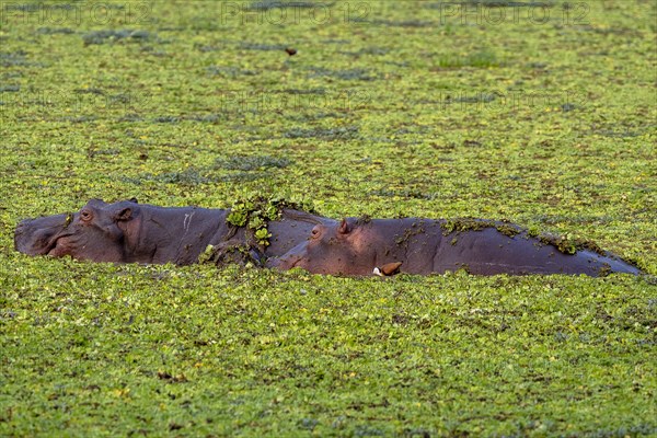 Hippos