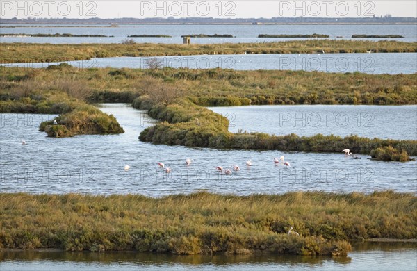 Flamingos