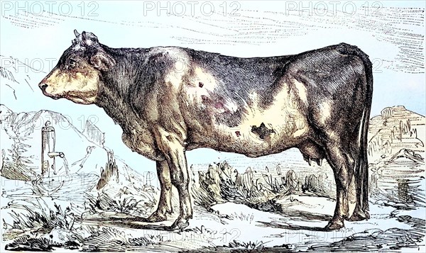 Cow of the Bernese breed