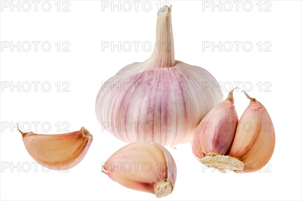 Fresh garlic with segments isolated on white background