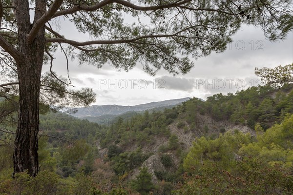 Landscape in the Troodos Mountains