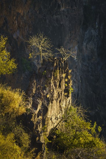 View down to 2 trees growing on a large boulder in the deep Zambezi river gorge of Victoria falls. Zambia